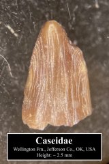 Caseid tooth (1)