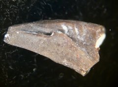 Dimetrodon claw