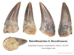 Russellosaurine tooth