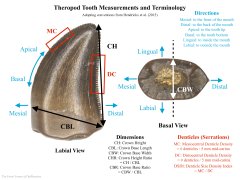 Theropod tooth terminology