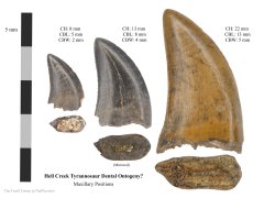 Tyrannosaur dental ontogeny?