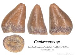 Coniasaurus tooth