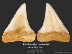 Great white shark tooth