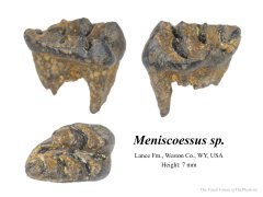 Meniscoessus tooth