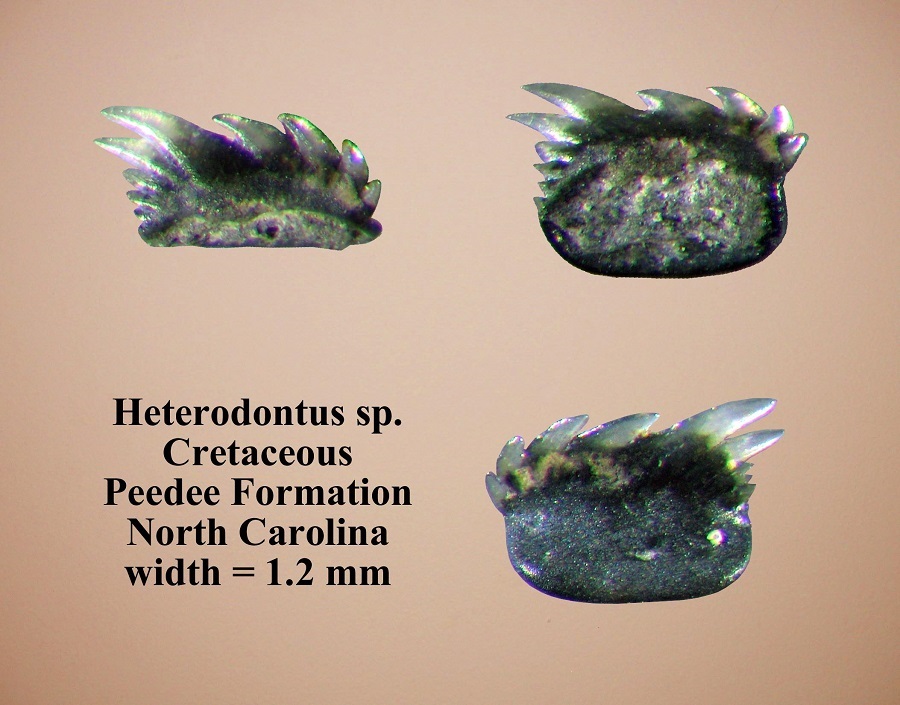 Heterodontus granti2.JPG
