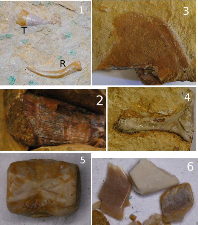 Examples-of-vertebrate-fossils-from-the-Roet-Muschelkalk-boundary-at-Gogolin-1-T.thumb.png.2832e08237c2fe01f208d70488b311dd.png