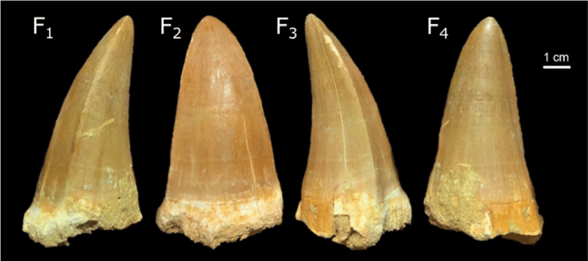 Mosasaurus-hoffmannii-Mantell-1829-F-CORN-01-in-anterior-F1-labial-F2-posterior.png.96f6f6fdabb2e1df50e34125a56e7884.png