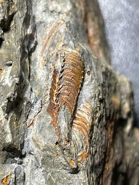 Pennsylvania trilobites