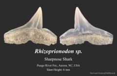 Sharpnose shark tooth