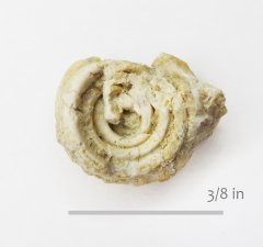 Worm Spirobis Glen Rose Formation