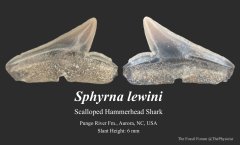Scalloped hammerhead shark tooth