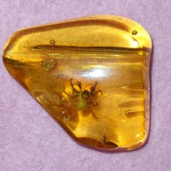 Mastigusa sp. in amber