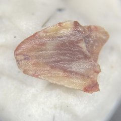 Mystery tooth