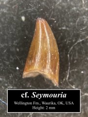 Seymouria tooth