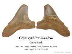 Ginsu shark tooth