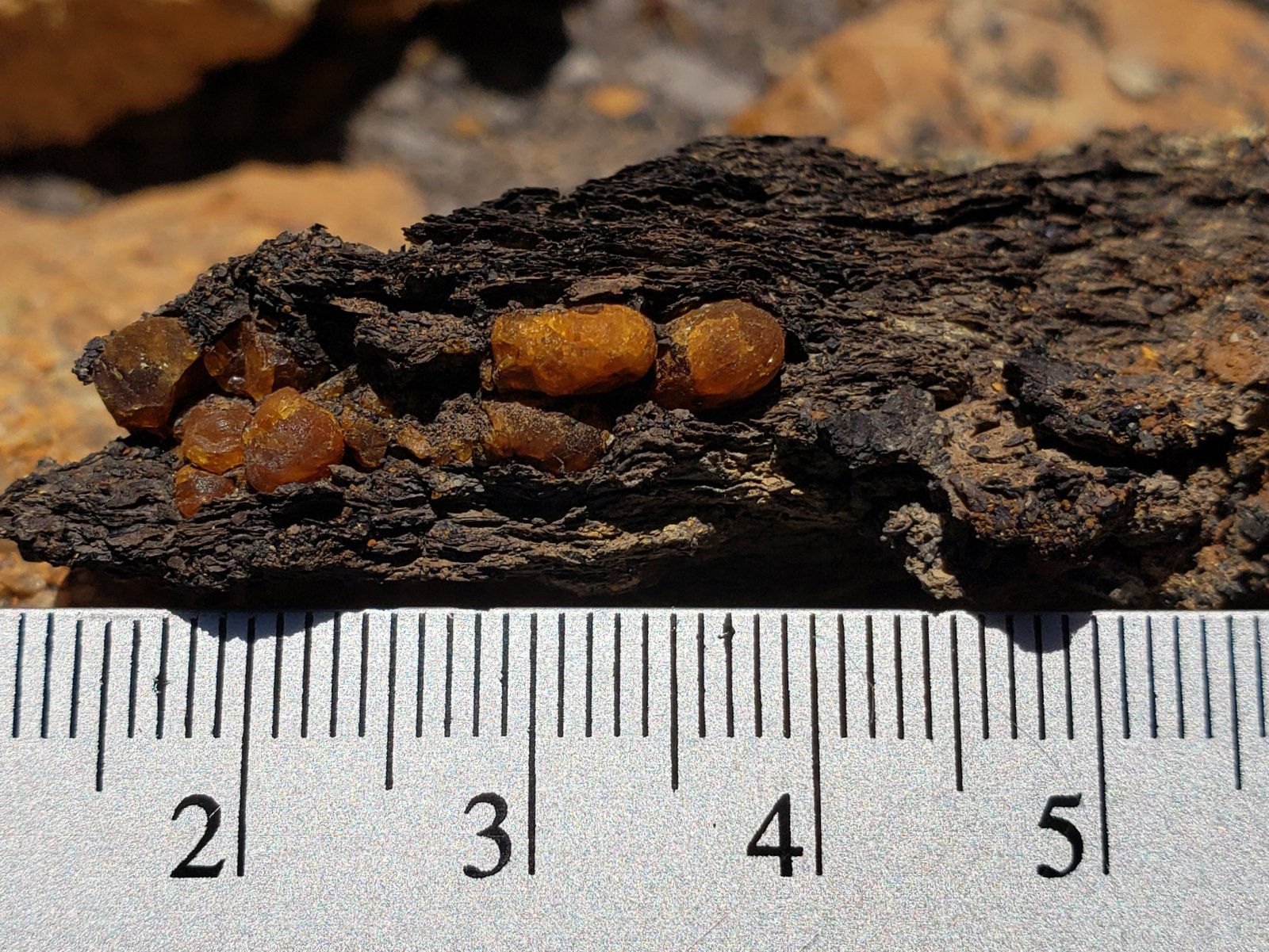 Wyoming Amber in Matrix (Hanna Fm., ~57-56 Ma)