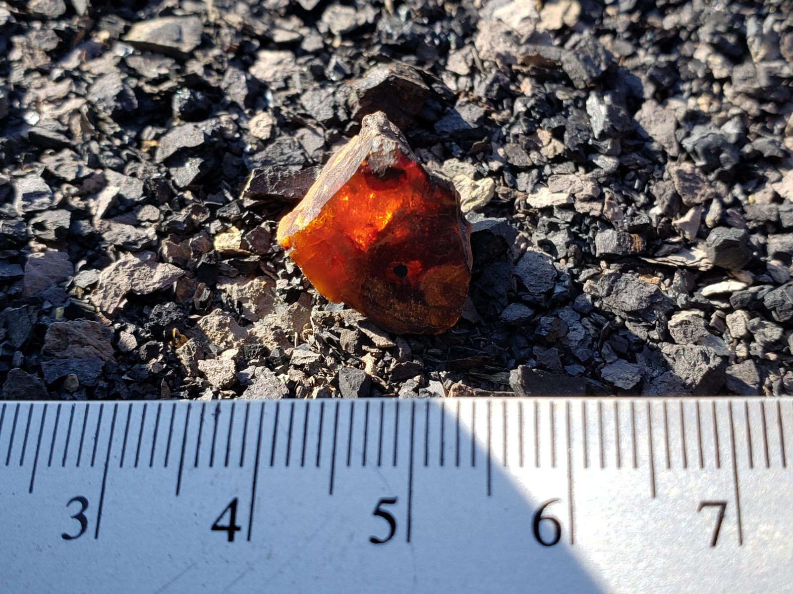 Wyoming Amber (Hanna Fm., ~57-56 Ma)