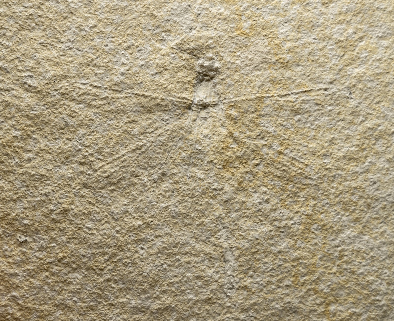 Fossils from the Plattenkalke of the Altmühl Valley