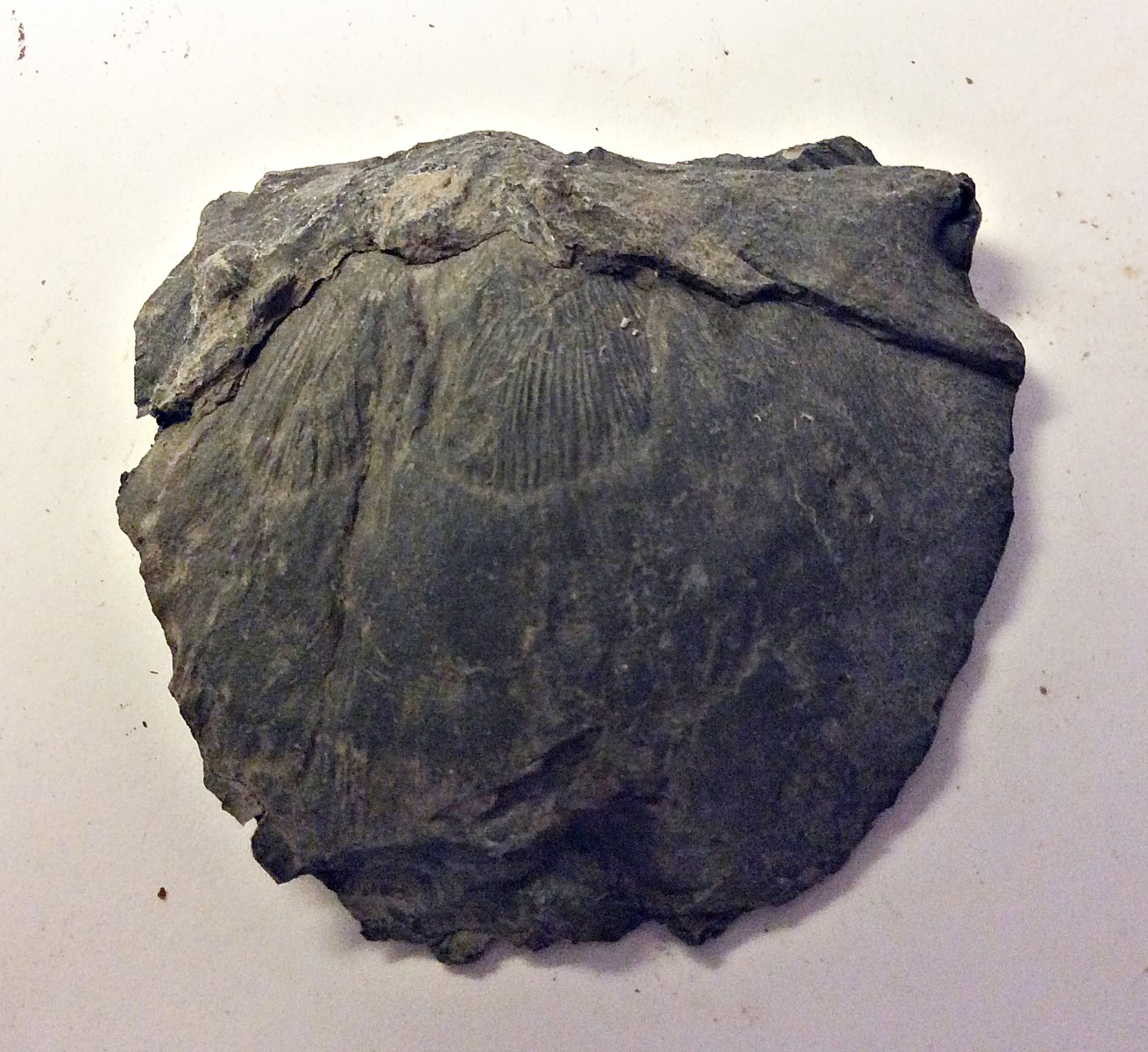 Strophomenid Brachiopod from Deep Springs Road Quarry