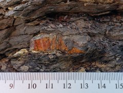 Wyoming Amber in Matrix (Hanna Fm., ~57-56 Ma)