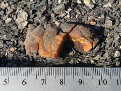 Wyoming Amber (Hanna Fm., ~57-56 Ma)