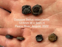 Dasypus bellus osteoderms