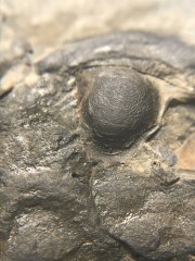 Closeup of the E. rana hypostome