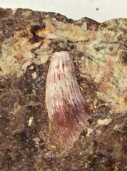 Unidentified Devonian Fish Tooth