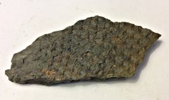 Upper Devonian Lycopod Bark