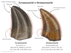 Tyrannosaurid vs Dromaeosaurid