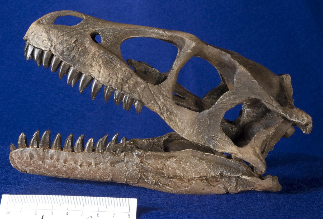 Dromaeosaurus_DSC_8488.thumb.jpeg.d6cf1d2d686b0ea375845a0884c5cdb6.jpeg
