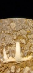 Unidentified 2mm Cladodont Tooth