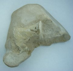 Associated oreodont specimens #1 image 5/5