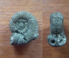 Peresphinctidae ammonite