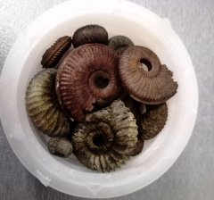A bucket of Bronnitsy ammonites