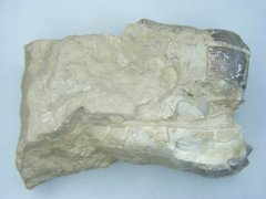 Archaeotherium sp. #1
