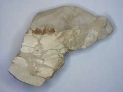 Associated oreodont specimens #1 image 1/5