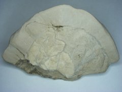Associated oreodont specimens #1 image 2/5
