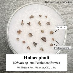 Holocephalian teeth