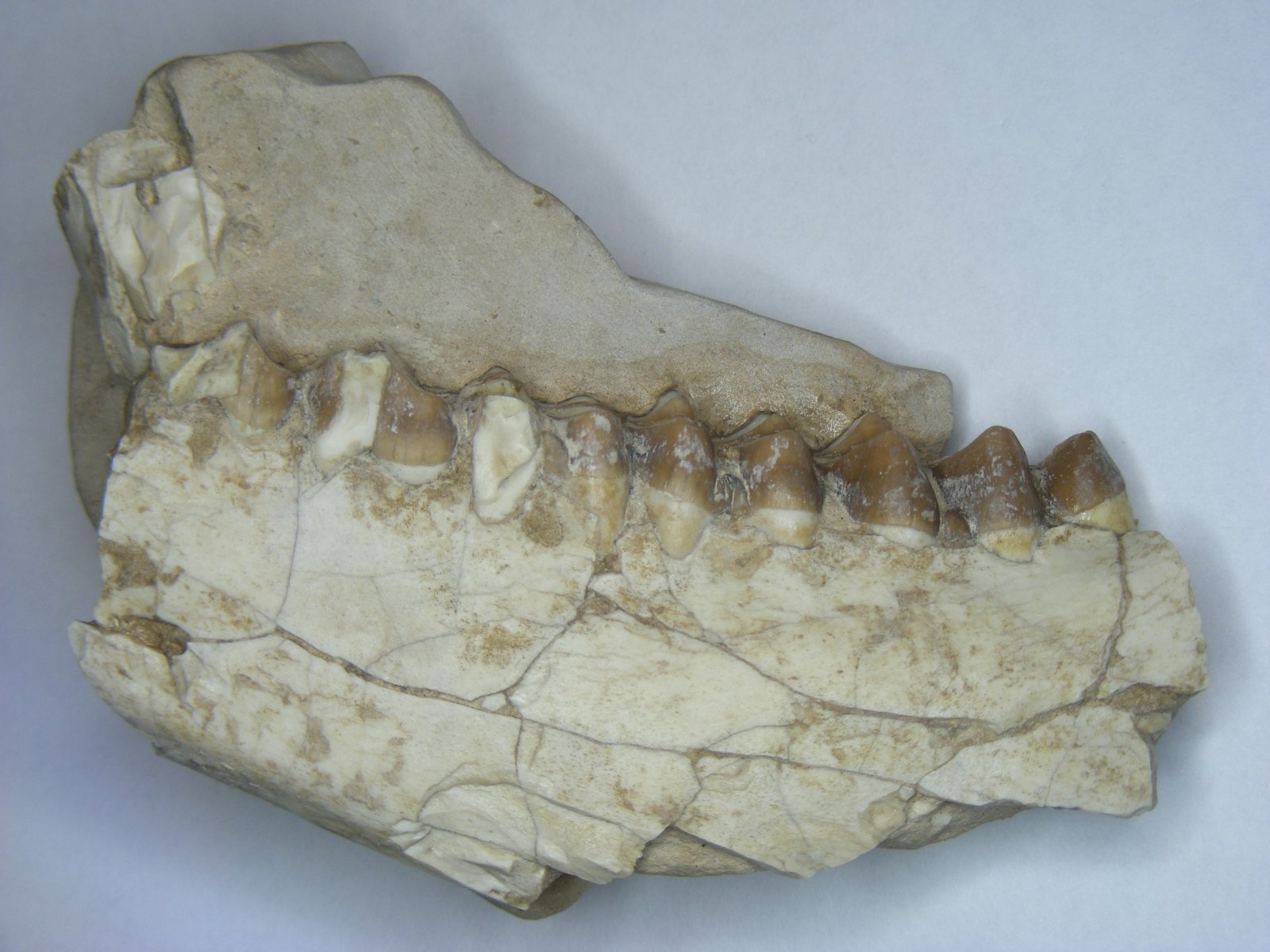 Merycoidodon sp. Associated specimens #1 image 1/2
