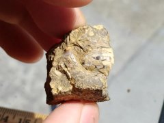 Schistoceras missouriense? Ammonite