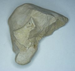 Merycoidodon sp. Associated specimens #1 image 2/2
