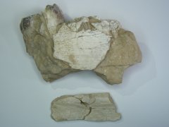 Partial Archaeotherium Jaw, Specimen #1, Photo 2/2