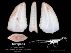 Coelophysoid? Theropod tooth