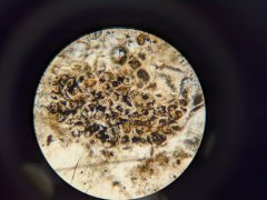 Arthropod coprolite containing spores