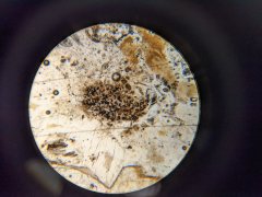 Arthropod coprolite containing spores