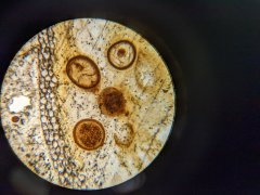 Palaeomyces gordoni cysts within Aglaophyton major