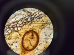 Palaeomyces gordoni cyst within Aglaophyton major