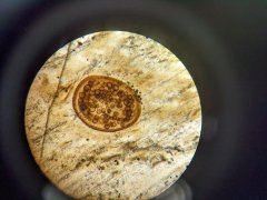 Palaeomyces gordoni spores