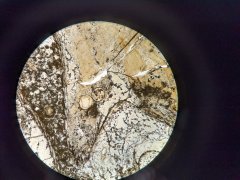 Palaeomyces cysts in Aglaophyton major